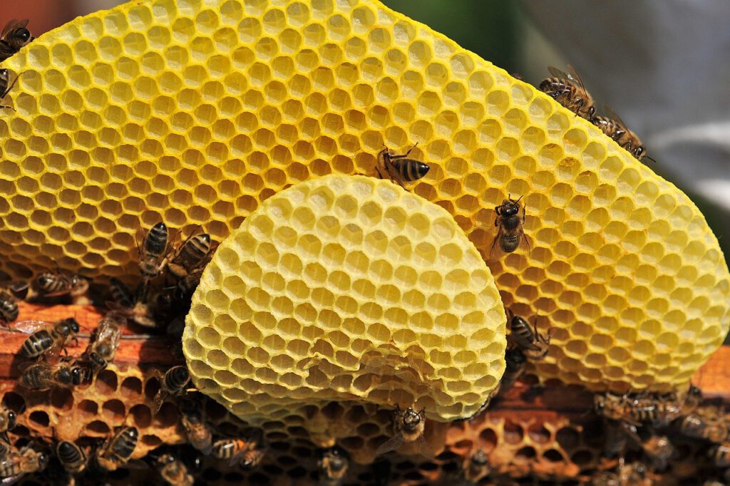 bee, honey, pollen