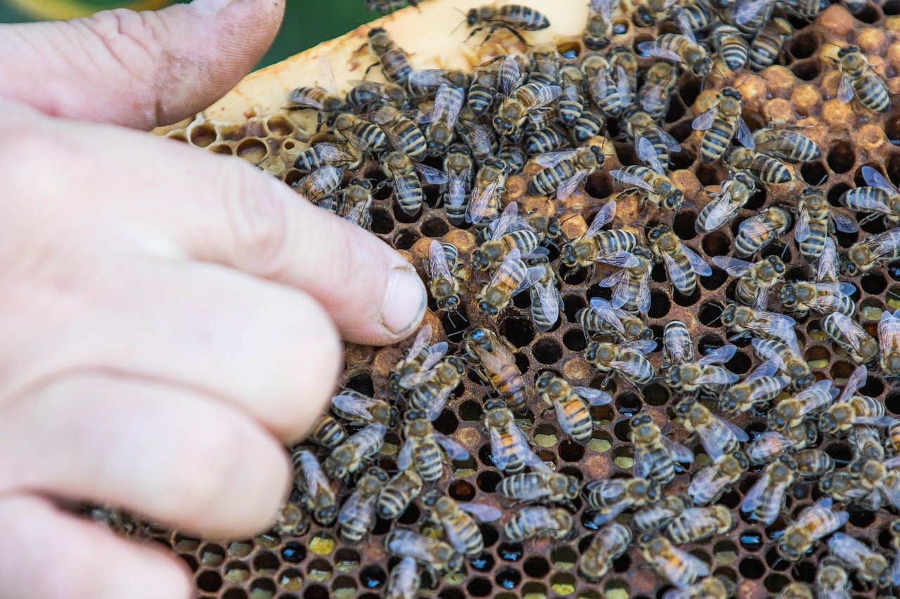 bee, beekeeper, the hive, beekeeping, queen, pollination, nectar, sapling