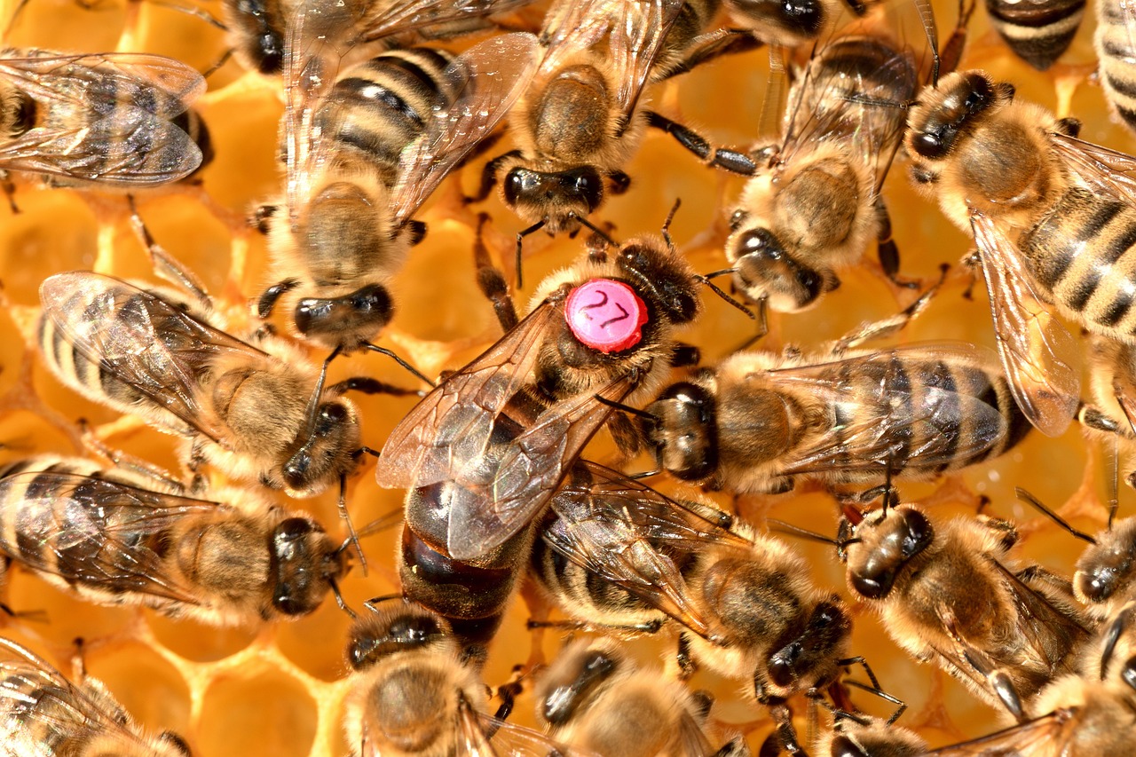 bees, queen, beekeeping, insect, wings, honey comb, honey, honeybee, animal, carnica, nature, fauna, carniolan honey bee
