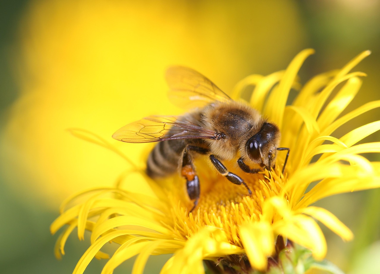 honey bee, bee, insect, blossom, bloom, pollination, nourishment, yellow, honey bee, honey bee, bee, bee, bee, bee, bee