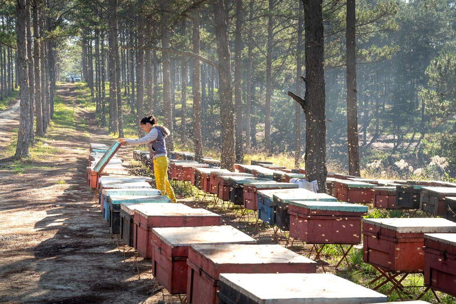 A beekeeper attends to bee hives lined up on a forest road under sunny skies.